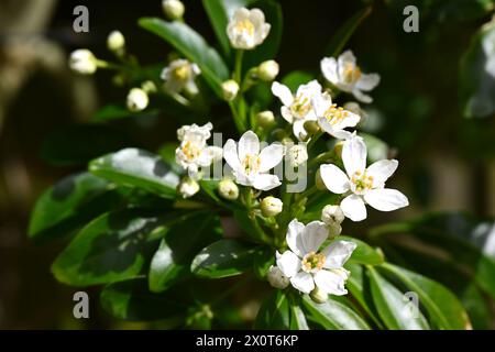 Weiße duftende Frühlingsblumen von Choisya oder mexikanische Orangenblüten im britischen Garten April Stockfoto