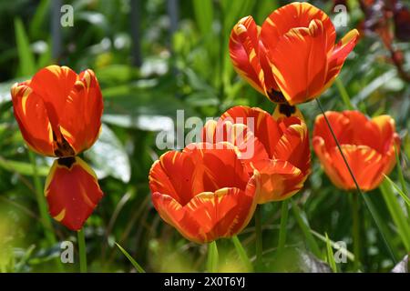 Leuchtend rot-gelb gestreifte Blume der Tulip Banja Luka im britischen Garten April Stockfoto