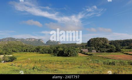 167 Bauernhof am Fuße einer kleinen mogote-Karstformation im Tal des Valle de Viñales, mit sehr wenigen sichtbaren Nutzpflanzen und einigen Rindern. Kuba. Stockfoto