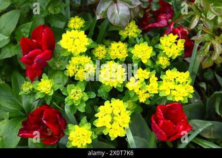 Rote Triumph Tulpe Seadov Blüten und leuchtend gelbe Euphorbia epithymoides (Polychroma) in einem Frühlingsgarten. April Großbritannien Stockfoto