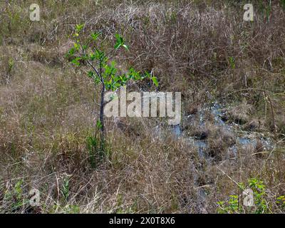 Neue Bäume wachsen in den Feuchtgebieten der Everglades, Florida. Stockfoto