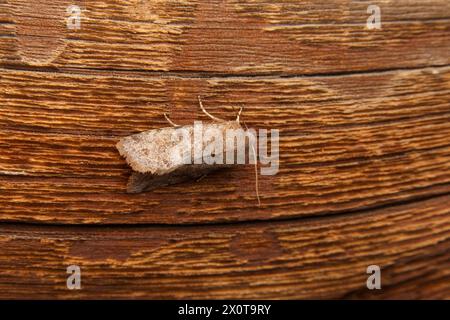 Orthosia incerta Familie Noctuidae Gattung Orthosia getrübte Falter wilde Natur Insektenfotografie, Bild, Tapete Stockfoto