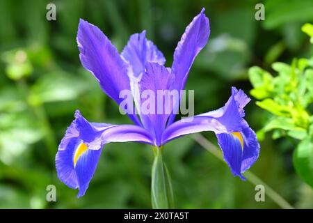 Leuchtend blaue Frühlingsblume der bauchigen niederländischen Iris Hollandica Blue Magic im britischen Garten April Stockfoto