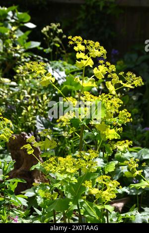 Säuregelbe Frühlingsblumen von Smyrnium perfoliatum im britischen Garten April Stockfoto