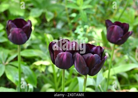 Satte violette, fast schwarze Frühlingsblumen von Triumph Tulpe, Tulipa Paul Scherer im britischen Garten April Stockfoto