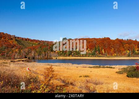 Berg Hachimantai, See Onuma (Teich), Herbstlaub, Stadt Kazuno, Akita, Japan, Ostasien, Asien Stockfoto