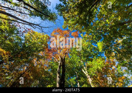 Mount Hachimantai, Herbstlaub, Kazuno-Stadt, Akita, Japan, Ostasien, Asien Stockfoto