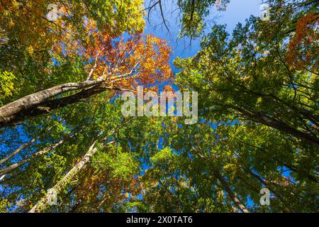 Mount Hachimantai, Herbstlaub, Kazuno-Stadt, Akita, Japan, Ostasien, Asien Stockfoto