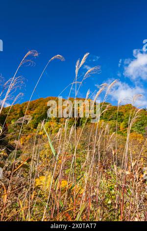 Berg Hachimantai, Pampasgras, Herbstlaub, Stadt Kazuno, Akita, Japan, Ostasien, Asien Stockfoto