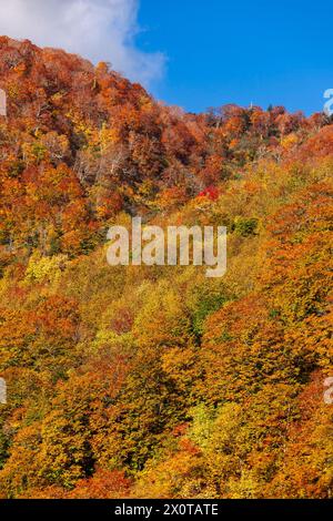 Mount Hachimantai, Herbstlaub, Kazuno-Stadt, Akita, Japan, Ostasien, Asien Stockfoto