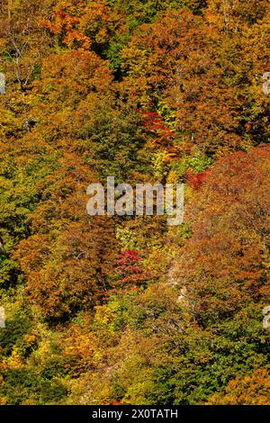 Mount Hachimantai, Herbstlaub, Kazuno-Stadt, Akita, Japan, Ostasien, Asien Stockfoto