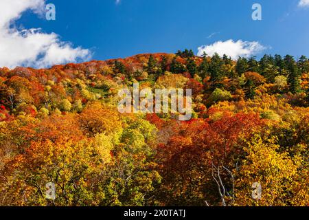 Mount Hachimantai, Herbstlaub, Kazuno-Stadt, Akita, Japan, Ostasien, Asien Stockfoto