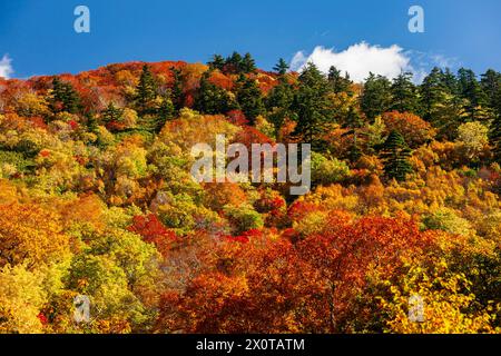 Mount Hachimantai, Herbstlaub, Kazuno-Stadt, Akita, Japan, Ostasien, Asien Stockfoto