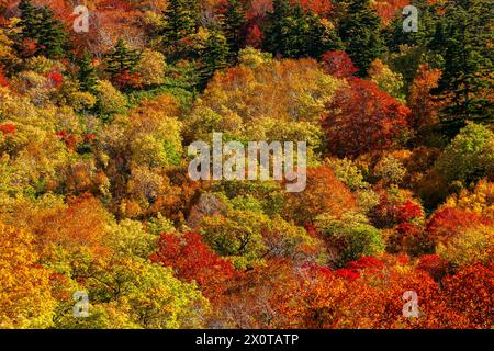 Mount Hachimantai, Herbstlaub, Kazuno-Stadt, Akita, Japan, Ostasien, Asien Stockfoto