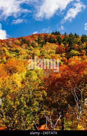 Mount Hachimantai, Herbstlaub, Kazuno-Stadt, Akita, Japan, Ostasien, Asien Stockfoto