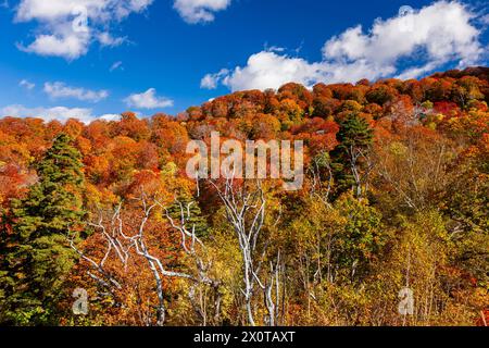 Mount Hachimantai, Herbstlaub, Kazuno-Stadt, Akita, Japan, Ostasien, Asien Stockfoto