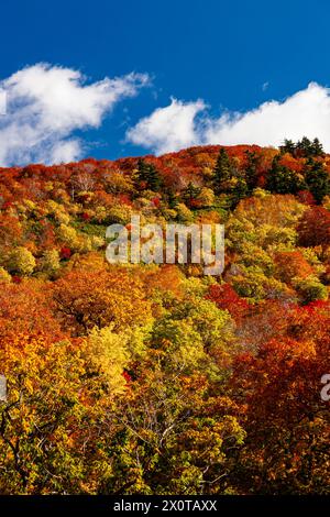 Mount Hachimantai, Herbstlaub, Kazuno-Stadt, Akita, Japan, Ostasien, Asien Stockfoto