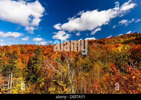 Mount Hachimantai, Herbstlaub, Kazuno-Stadt, Akita, Japan, Ostasien, Asien Stockfoto