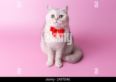 Charmante britische weiße Katze, mit einer roten Schleife auf der Brust, auf rosa Hintergrund. Stockfoto