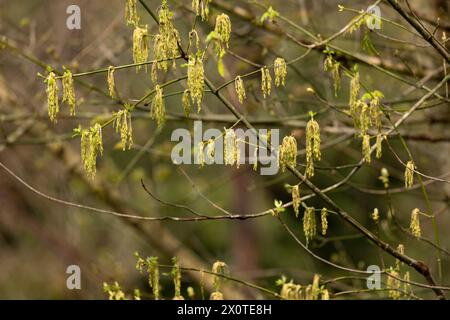 Ein Haufen Boxelder Ahornblüten und Blatthaufen auf Zweigen im Nachmittagssonnenlicht im Frühling. Der lateinische Name ist Acer Negundo. Stockfoto
