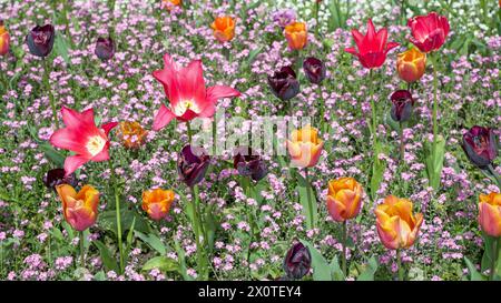 Bunte Tulpen umgeben von wilden Pflanzen in einem Garten in der Sommersonne Stockfoto