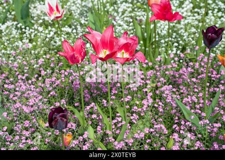 Bunte Tulpen umgeben von wilden Pflanzen in einem Garten in der Sommersonne Stockfoto