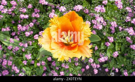 Blick hinunter in eine orangefarbene Tulpe, umgeben von rosa Wildblumen in einer Gartenanlage in der Sommersonne Stockfoto