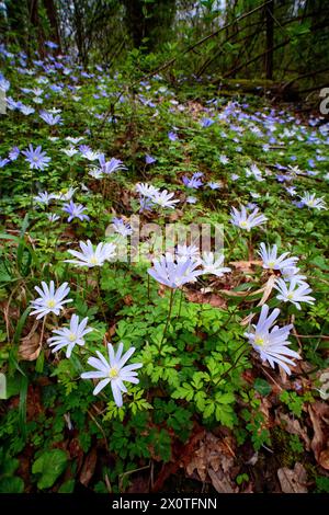 Apenninanemone (Anemonoides apennina = Anemone appennina), Ranuncolaceae. Stockfoto