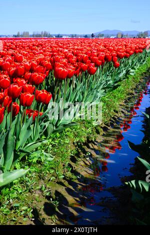 Das landwirtschaftliche Feld roter Tulpen auf grünem Laub mit Reflexion im Wasser Stockfoto