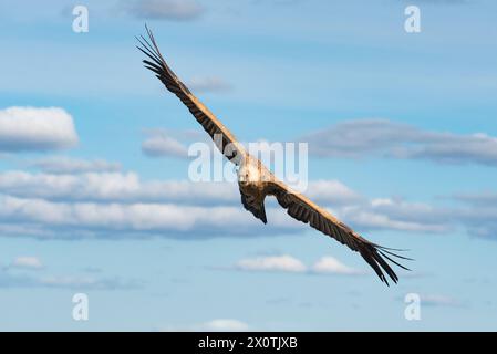 Eurasischer Gänsegeier im Flug, großer Greifvogel fliegt. Monfrague, Extremadura, Spanien Stockfoto