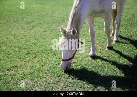 Weißes Pferd auf der Weide eines Bauernhofes. Kopierbereich. Stockfoto