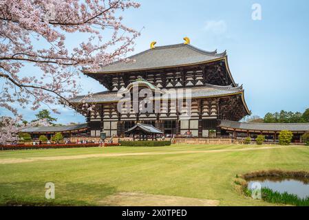 Große Buddha-Halle von todaiji mit Kirschblüte in nara, japan Stockfoto