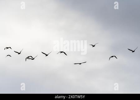 Großer Kormoran (Phalacrocorax carbo) oder gemeiner Kormoran, Gruppe im Flug. Stockfoto