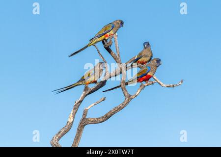 Das östliche bluebonnet (Northiella haematogaster), auch bekannt als Greater bluebonnet Stockfoto