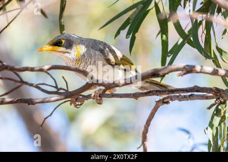 Der Gelbkehlenminer (Manorina flavigula) ist eine in Australien endemische Art der Kolonialhoneyeater. Stockfoto