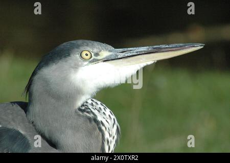 Neugieriger Reiher Stockfoto