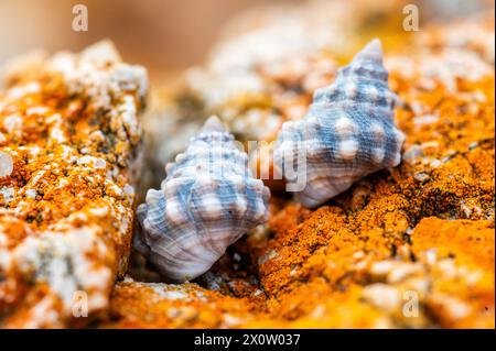 Nodilittorina pyramidalis, allgemein bekannt als Pyramidenperiwinkle, ist eine Art der Meeresschnecke, einer Meeresschnecke aus der Familie der Littorinidae. Stockfoto