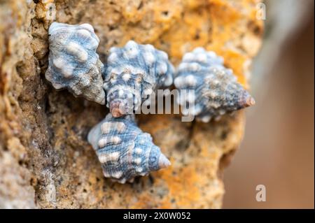 Nodilittorina pyramidalis, allgemein bekannt als Pyramidenperiwinkle, ist eine Art der Meeresschnecke, einer Meeresschnecke aus der Familie der Littorinidae. Stockfoto