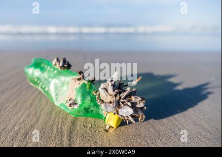 Gänsebarnacles (Lepas sp.) Auf einer Tierflasche, Abfall als Lebenserhaltung Stockfoto