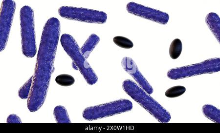 3D-Darstellung von Clostridium botulinum isoliert auf weißem Hintergrund Stockfoto