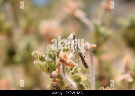 Komplizierte Schönheit aus nächster Nähe: Ein winziges Käfer liegt auf einem lebendigen Blatt und zeigt die zarten Details der Natur und die verborgene Welt der Insekten. Stockfoto