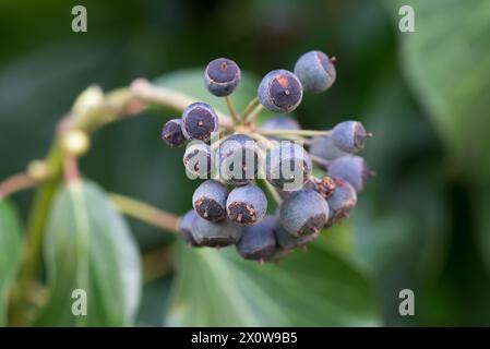 Hedera-Helix, häufige Blaue Efeubeeren Nahaufnahme selektiver Fokus Stockfoto