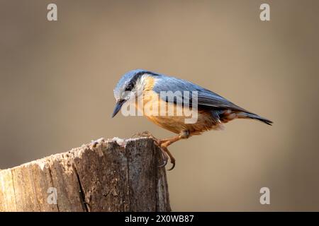 Eine Eurasische Nuthatch (Sitta europaea), die auf einem Baumstumpf thront. Stockfoto