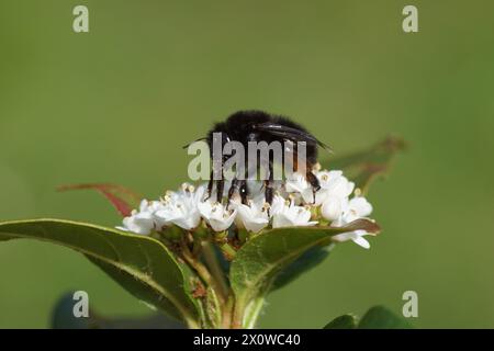 Nahaufnahme weiblicher schwarzer, behaarter Blumenbiene (Anthophora plumipes) auf weißen Blüten von Laurustinus oder Laurustine (Viburnum tinus). Holländischer Garten. Stockfoto