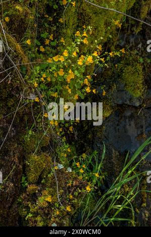 Siep Monkeyflower (Erythranthe guttata) wächst auf Klippen in der Nähe des Cougar Dam, McKenzie Bridge, Oregon Stockfoto