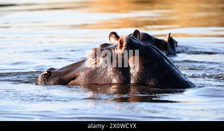 Nilpferd im Cubango River in Namibia, der mit dem Kopf aus dem Wasser blickt Stockfoto