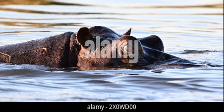 Nilpferd im Cubango River in Namibia, der mit dem Kopf aus dem Wasser blickt Stockfoto