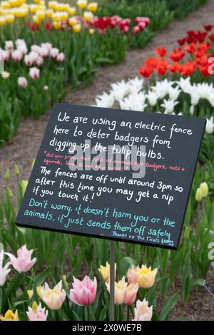 Ein Schild mit elektrischem Zaun schützt das Tulpenbett in Wisley Gardens, Surrey, England Stockfoto