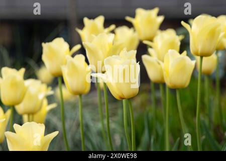 Tulipa „World Friendship“, gelbe Tulpen im RHS Wisley Gardens, Surrey, England Stockfoto