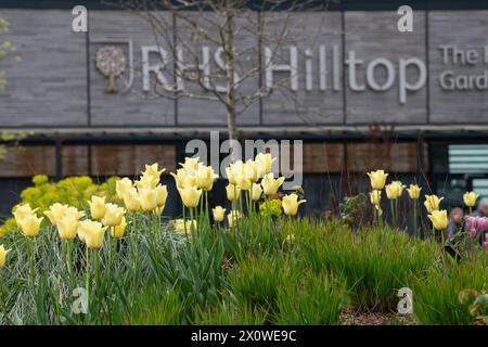 Tulipa „World Friendship“, gelbe Tulpen im RHS Wisley Gardens, Surrey, England Stockfoto